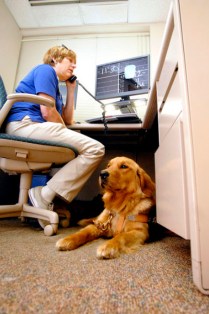 Darra, Joni Breedman's 20-month-old golden retriever seeing eye dog, rests under Joni's desk as she works in St. Vincent Anderson Regional Hospital's Erskine Rehabilitation Center