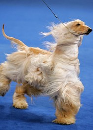 akc-eukanuba-national6