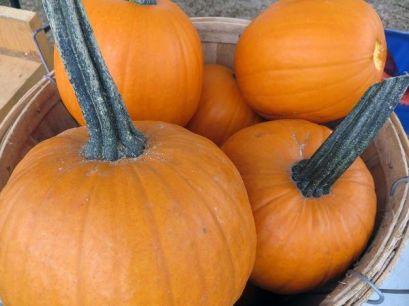 pumpkin-basket-1473772842-5725